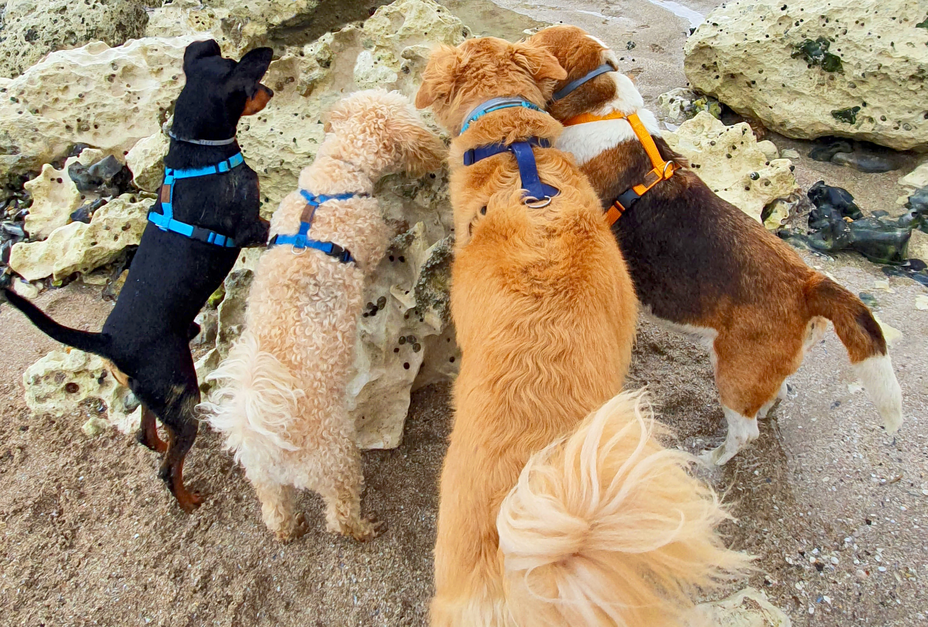 Groupe de chiens en Harnais Haqihana