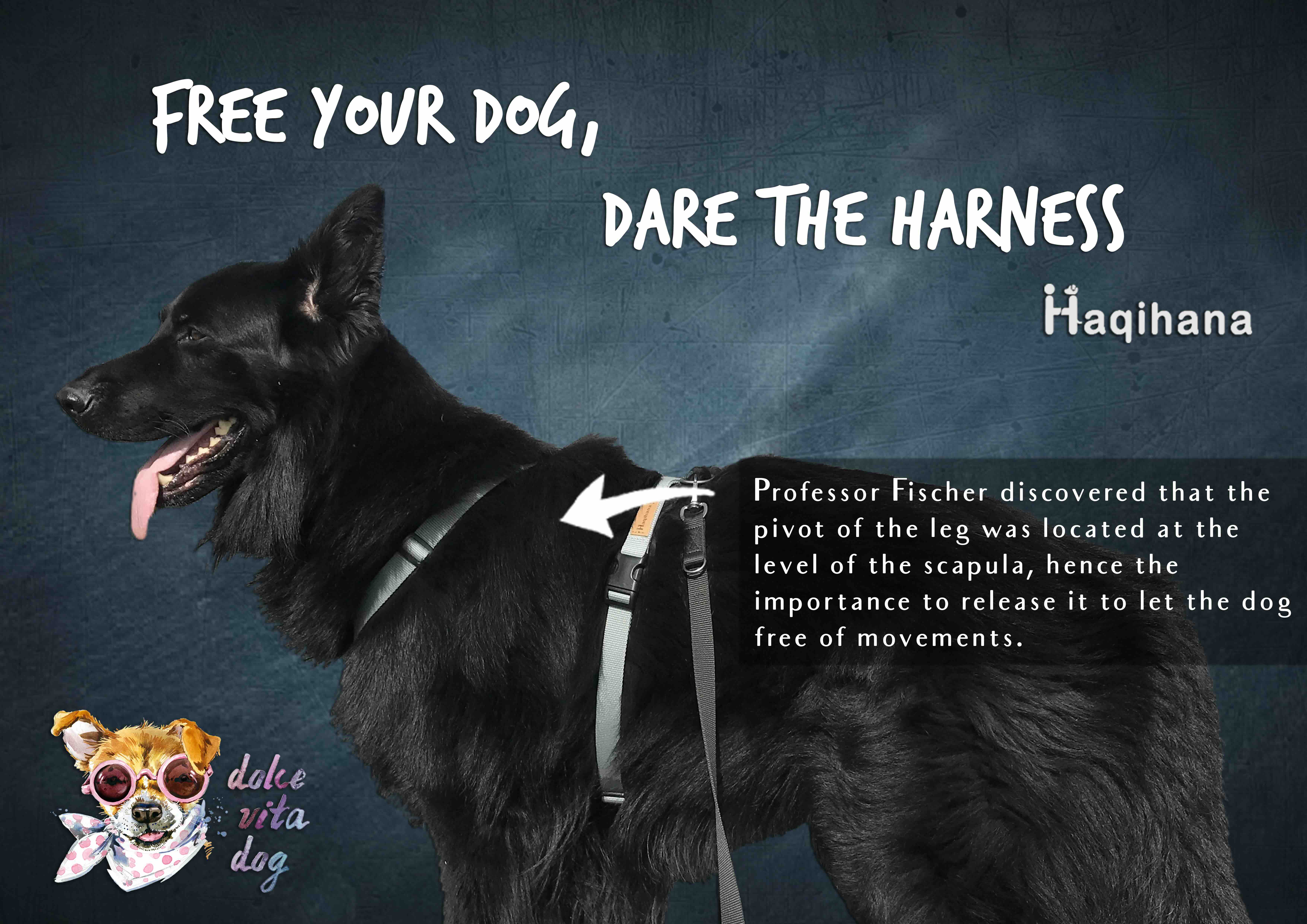 Free your Dog, Dare the Haqihana Harness