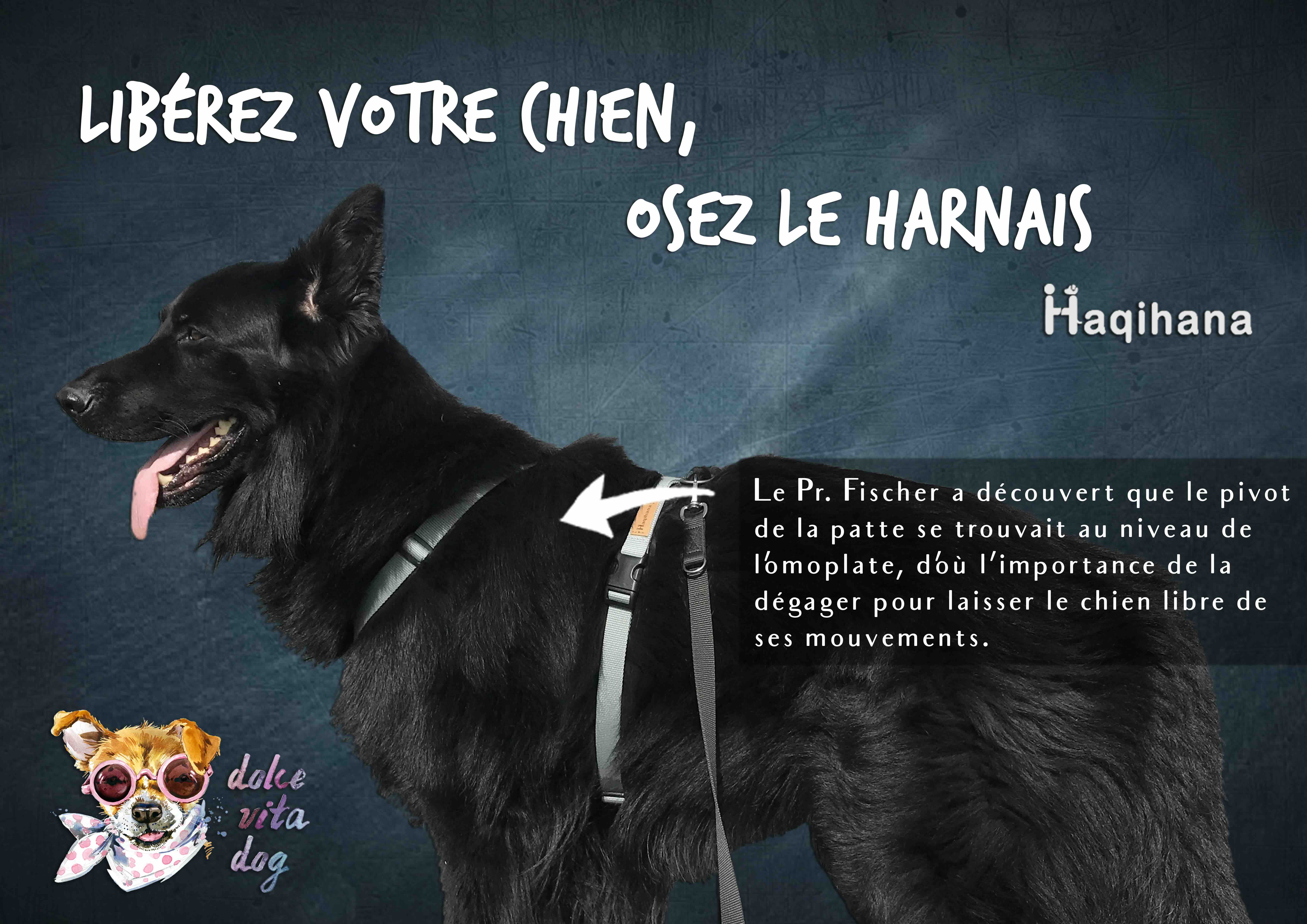 Libérez votre chien, osez le harnais Haqihana