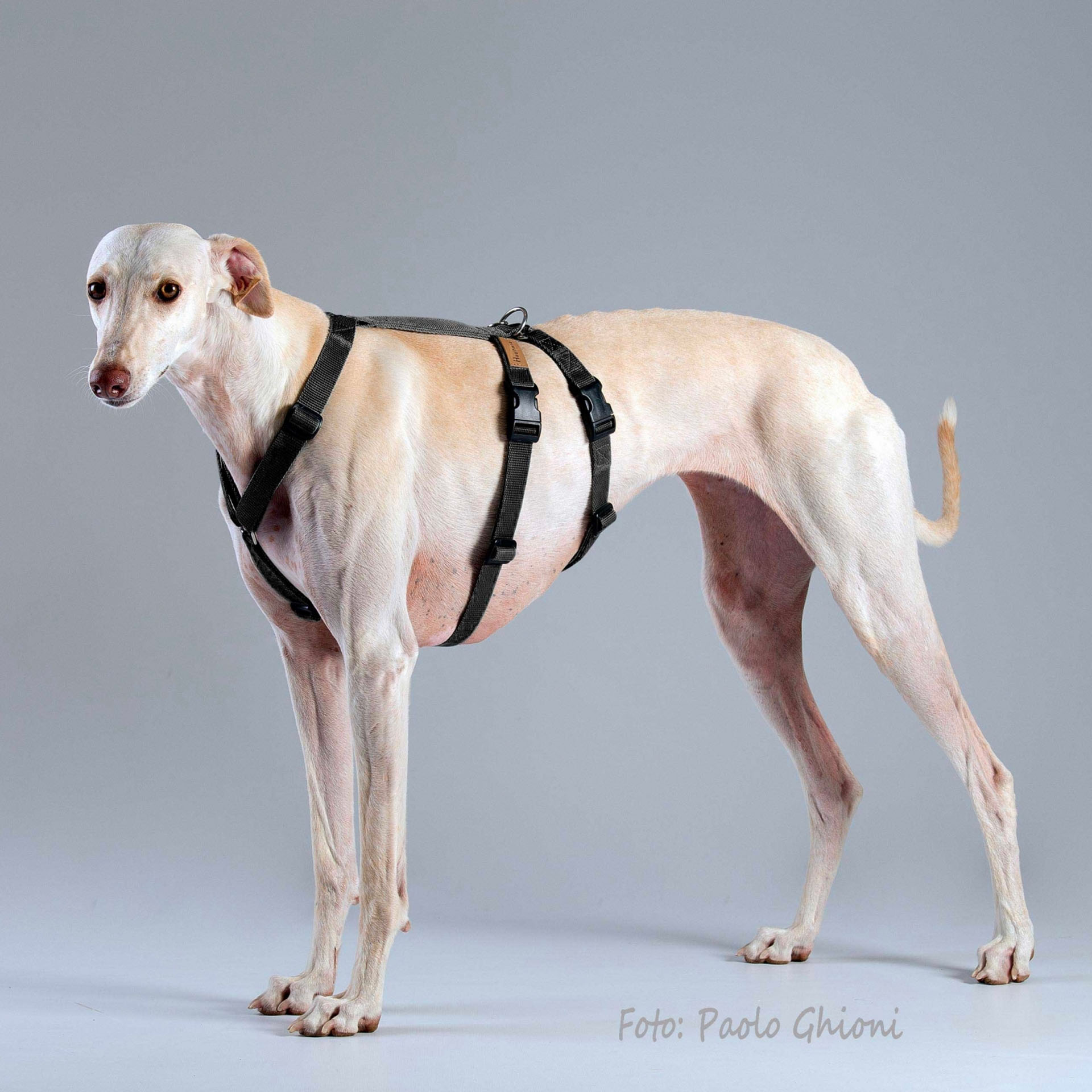 Harnais Haqihana 2H double sangle