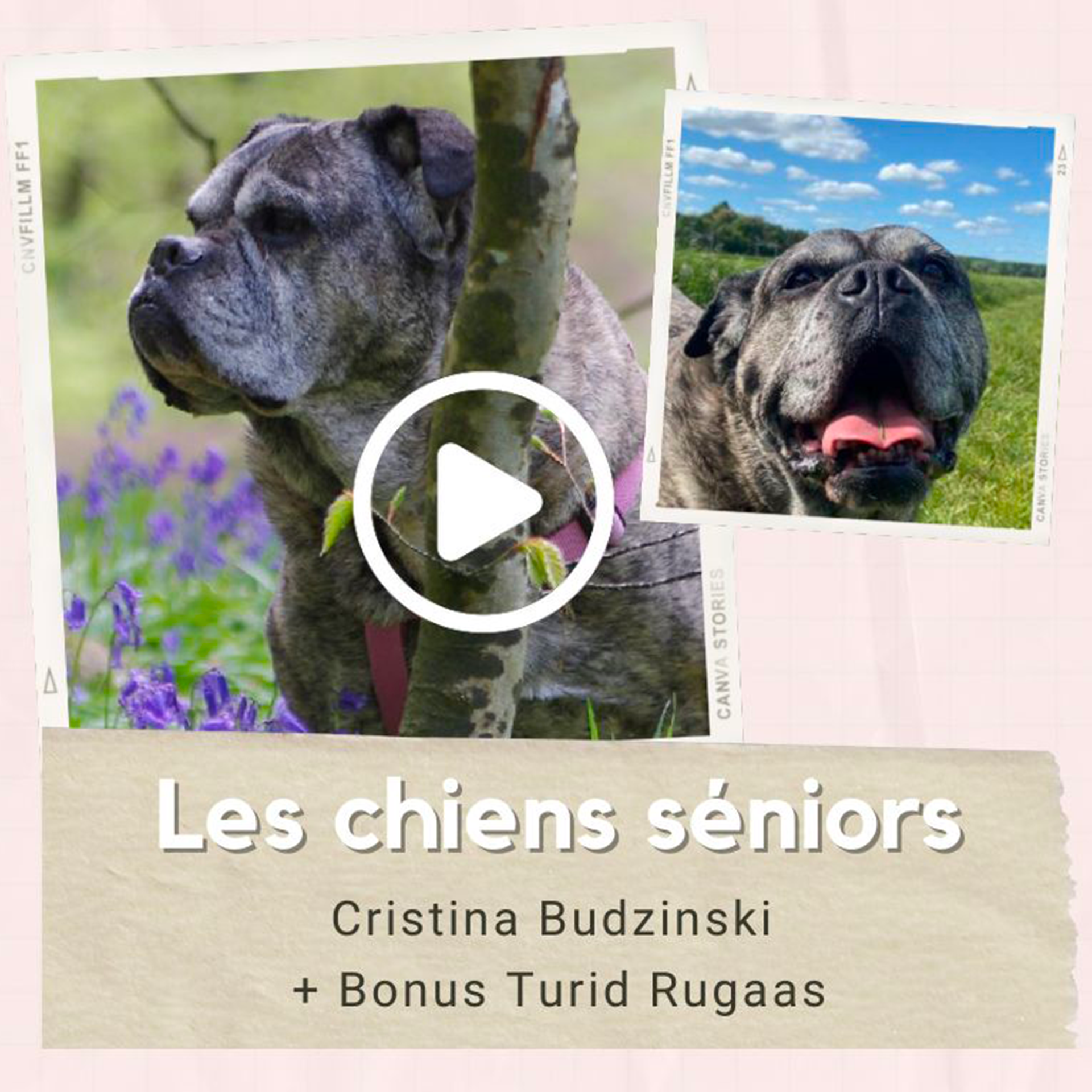 Wébinaires Chien Sénior + Bonus Turid Rugaas