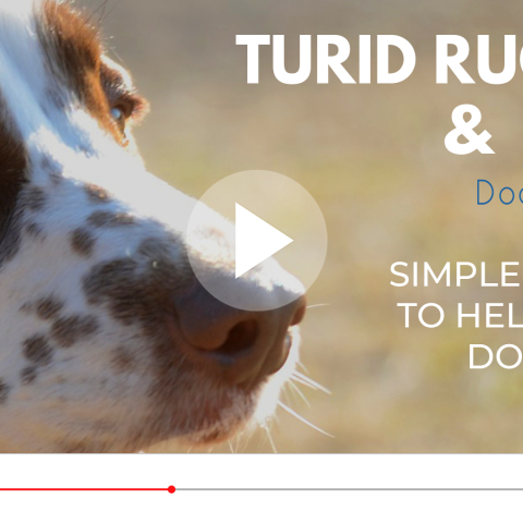 Simple Tools to help our dogs - Turid Rugaas and DogFieldStudy